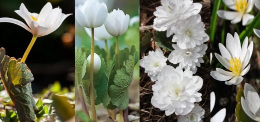 Sanguinaria pianta, leggenda e storia, proprietà