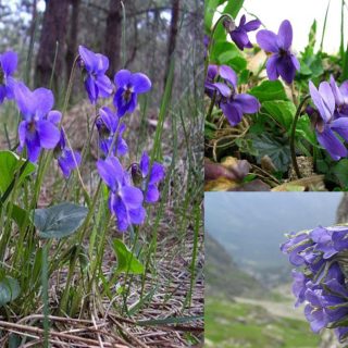 Violetta pianta, leggenda e storia, proprietà – Il bosco delle streghe