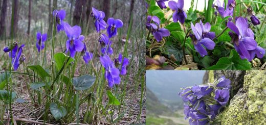 Violetta pianta, leggenda e storia, proprietà – Il bosco delle streghe
