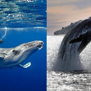 Balena significato e simbologia – Il Bosco delle Streghe