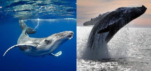 Balena significato e simbologia – Il Bosco delle Streghe