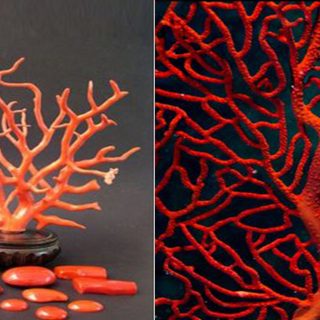 Corallo proprietà, usi e caratteristiche – il sangue di Medusa