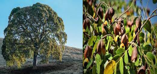 Olio di copaiba proprietà e descrizione pianta, la resina dorata