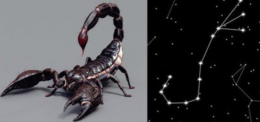 Scorpione, segno zodiacale, scorpion, personalità, pianeta, fiore e pietre