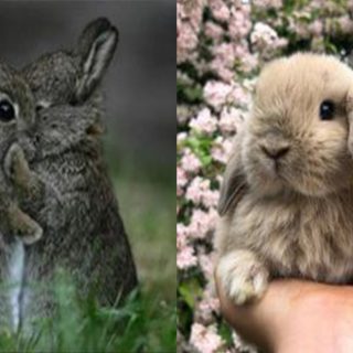 Significato coniglio, simbolismo e animale “pasquale”