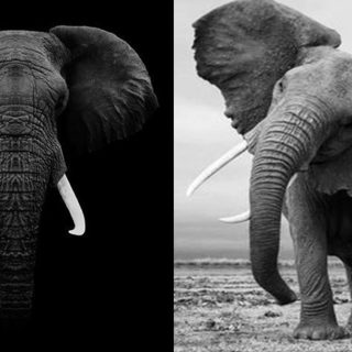 Significato elefante, il gigante, cosa rappresenta elefante
