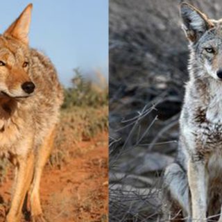 Simbolismo, significato coyote, il cane della prateria