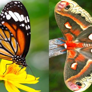 Farfalla simbolo, cosa significa? Doppi simboli, storia e leggenda
