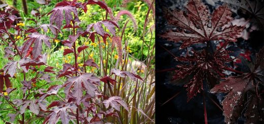 Acetosella rossa pianta, proprietà e descrizione della pianta, l’erba della tinta
