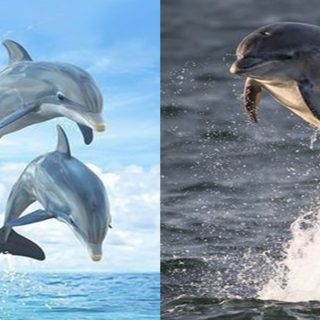 Delfino significato, cosa rappresenta il delfino, simbolismo – solcatore dei mari in tempesta