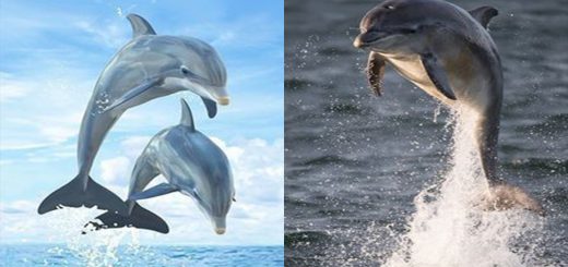 Delfino significato, cosa rappresenta il delfino, simbolismo – solcatore dei mari in tempesta