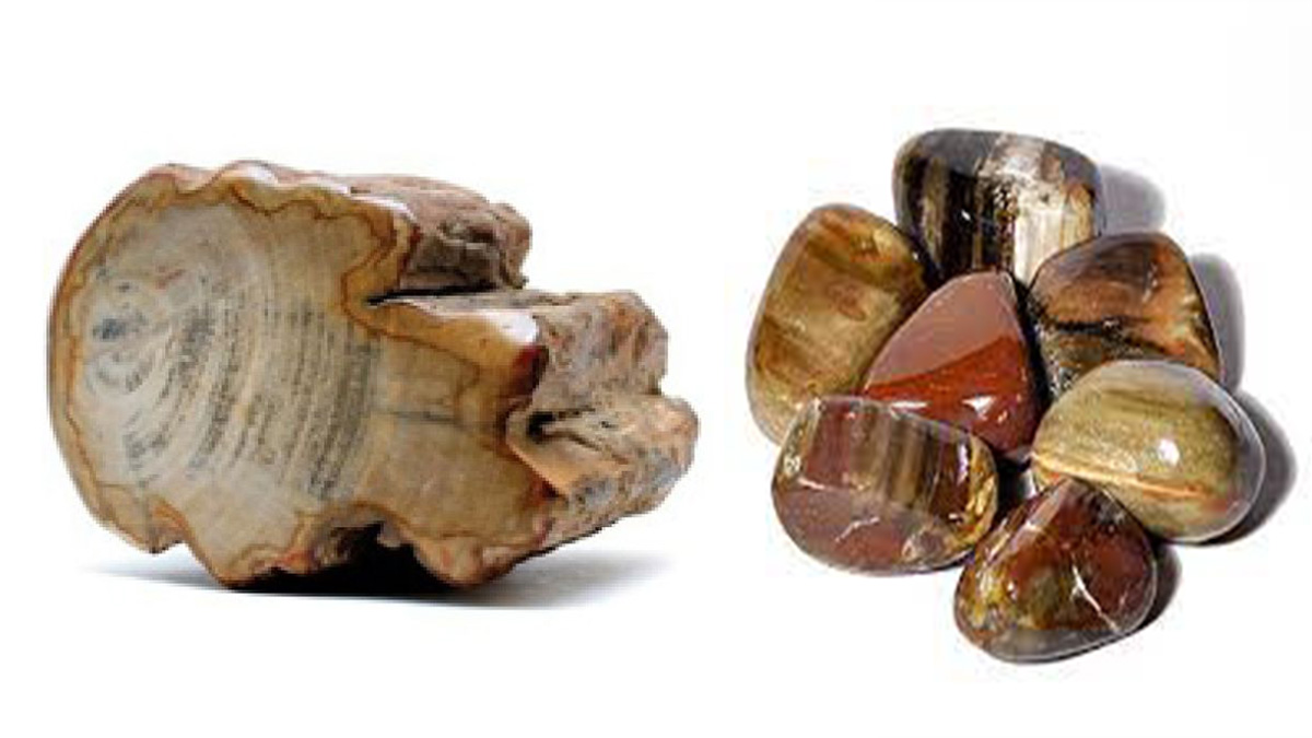 Legno fossile proprietà pietra - la pietra della tenacia