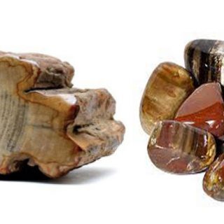 Legno fossile proprietà pietra – la pietra della tenacia