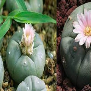 Peyote, il piccolo cactus allucinogeno, curiosità e non solo