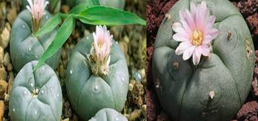 Peyote, il piccolo cactus allucinogeno, curiosità e non solo