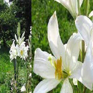 Giglio di sant’antonio pianta, Lilium candidum - il fiore dei santi, pittori e peccati