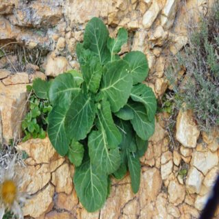 cavolo di sardegna pianta