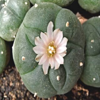 peyote, il piccolo cactus