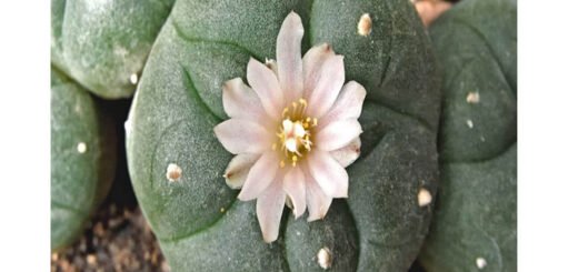 peyote, il piccolo cactus