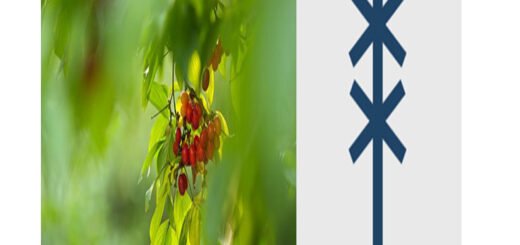 segno-albero-corniolo