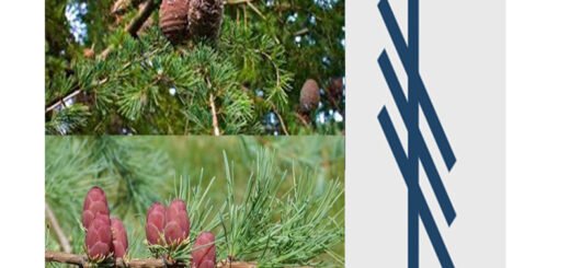 segno-albero-larice