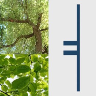 segno-albero-olmo