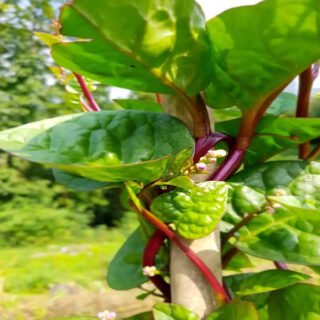 spinacio di malabar pianta