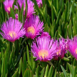 carpobrotus pianta