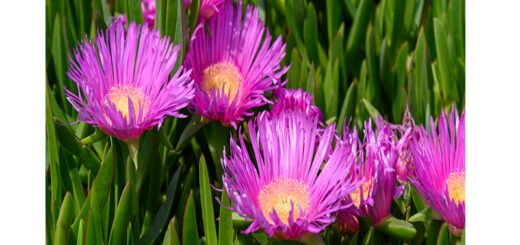carpobrotus pianta