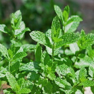 menta marocchina pianta