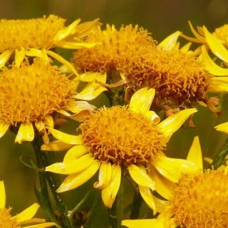 Arnica proprietà, a cosa serve arnica? Il “tabacco dei poveri”: cosa cura arnica