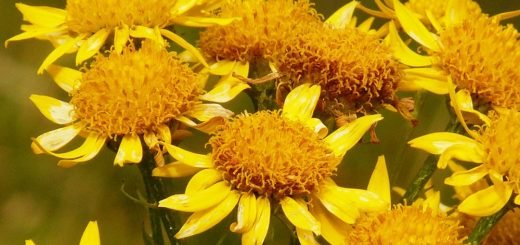 Arnica proprietà, a cosa serve arnica? Il “tabacco dei poveri”: cosa cura arnica