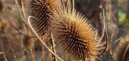 Cardo dei lanaioli pianta, proprietà, uso e storia