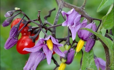 Dulcamara pianta, dulcamara uso, proprietà, storia, le ciliegie del diavolo