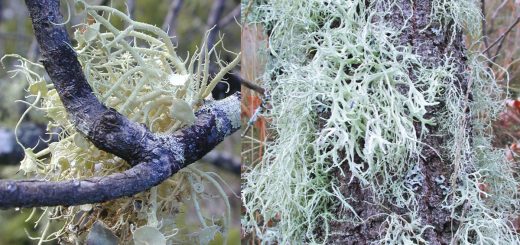 Barbe di bosco lichene, Uscena, barbe di bosco proprietà e usi