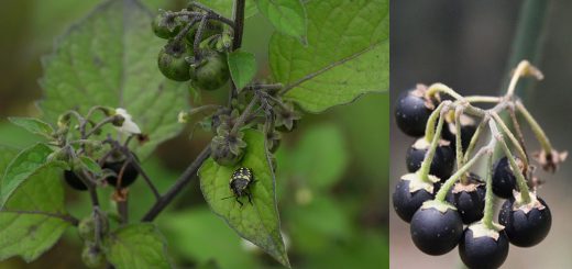 Solanum nigrum, erba morella proprietà, la pianta dalle ciliegie della strega, solano nero tossicità
