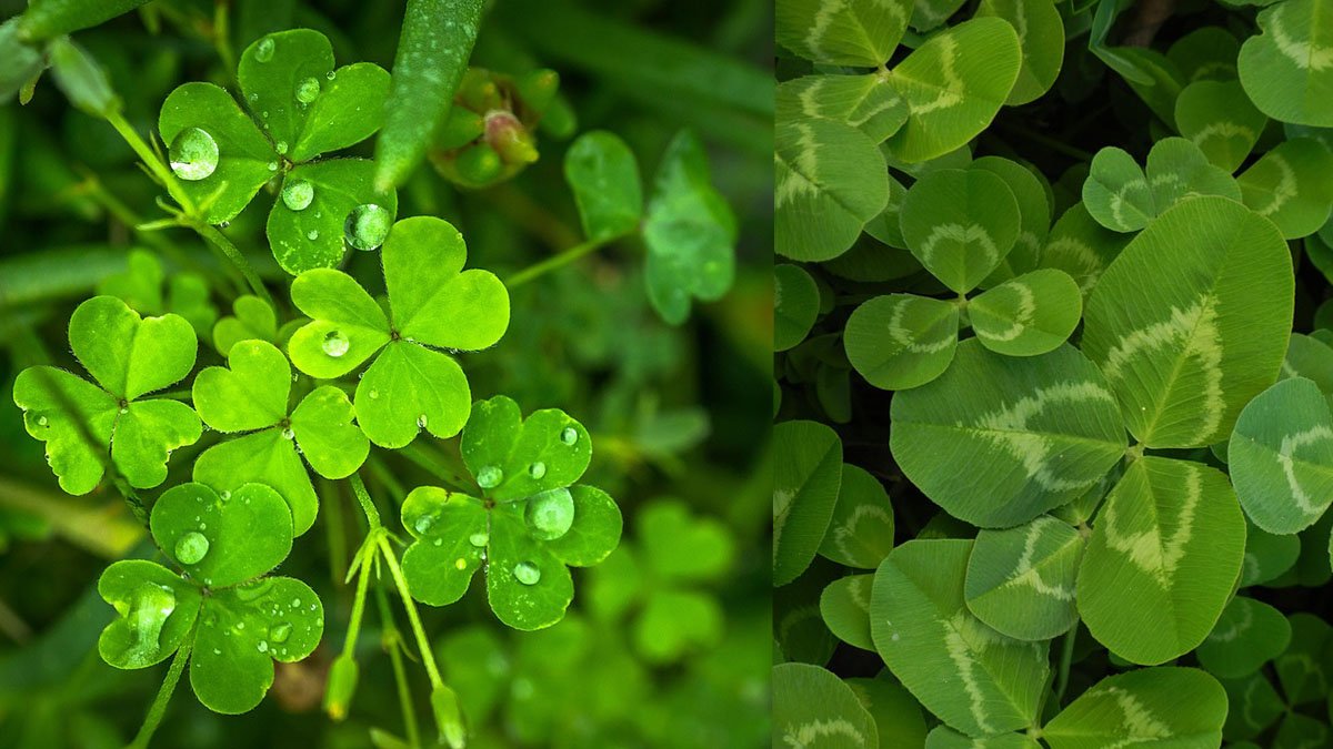 Ne E Simbolo Il Quadrifoglio Quadrifoglio, cosa significa? Ogni foglia ha un suo significato