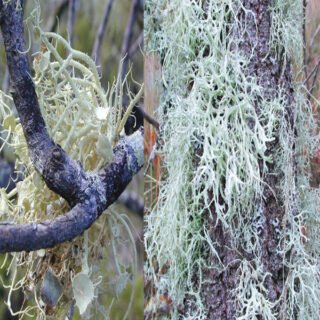 barbe di bosco
