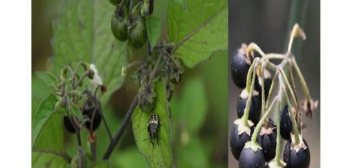 solanum nigrum proprietà