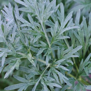 artemisia-erba-tante-proprietà-benefiche