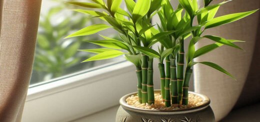 dracaena-sanderiana-pianta-feng-shui