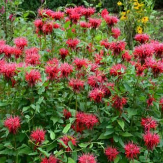 monarda-citriodora-fiore-dei-re-propriet-pianta-utilizzi
