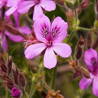 pelargonio-odoroso-antenato-degli-attuali-gerani